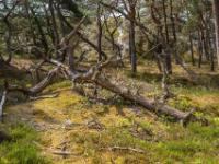 Baumrelikt im Kiefernwald beim Leuchtturm - Dueodde Dünen